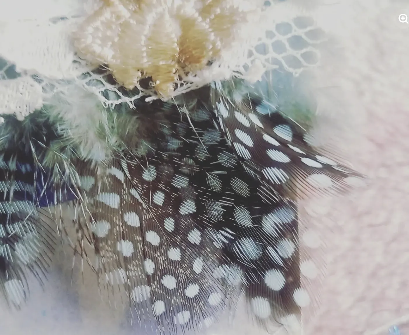Speckled feathers among cream flowers and lace